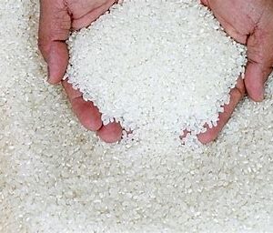 Pirinac-cocanski.jpg Pirinač kočanski beli okrugli