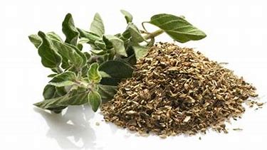 origano.jpg Origano